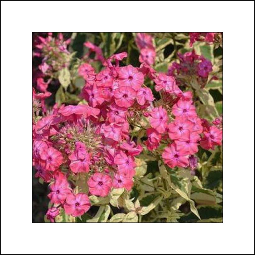 Hohe Flammenblume Elisabeth - Phlox paniculata (Flowering)