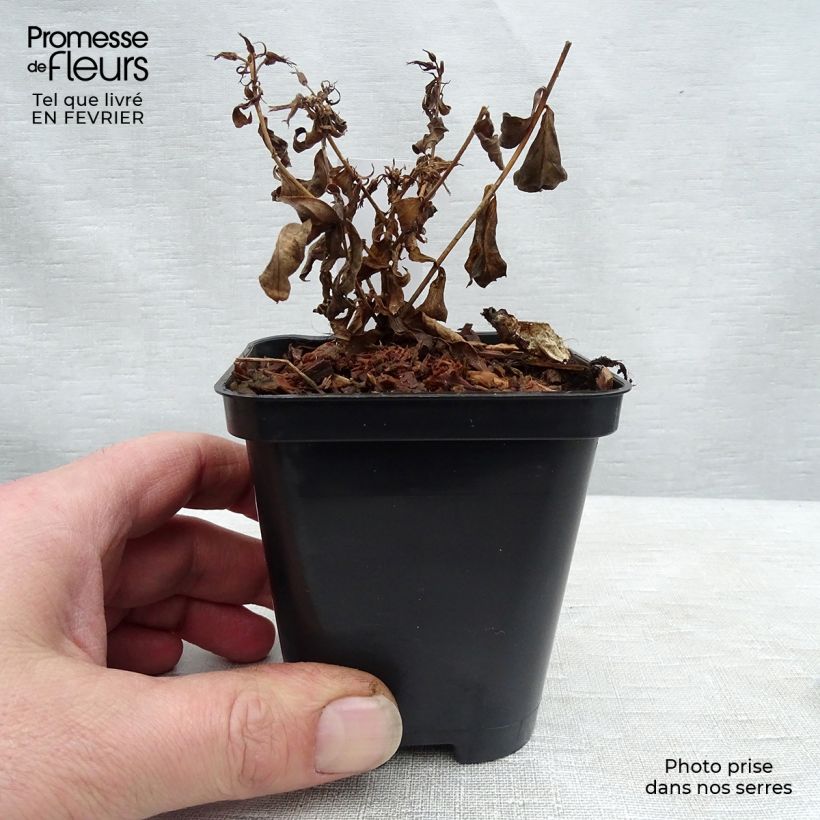 Exemplar von Hohe Flammenblume Europa - Phlox paniculata Kleine Töpfe von 8/9 cm wie im Winter geliefert