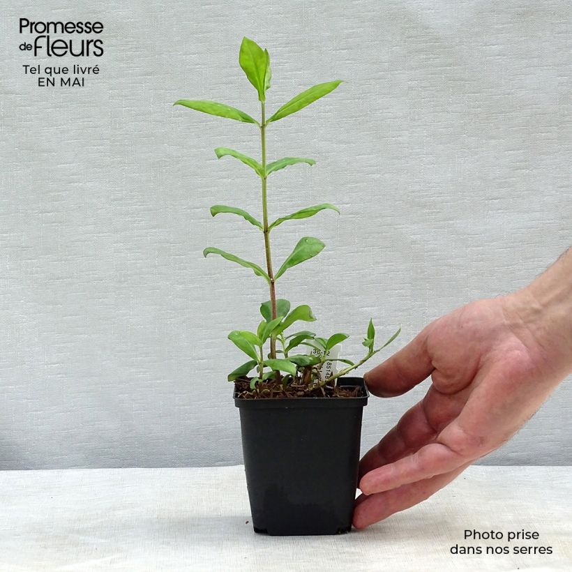 Exemplar von Hohe Flammenblume Europa - Phlox paniculata Kleine Töpfe von 8/9 cm wie im Frühjahr geliefert