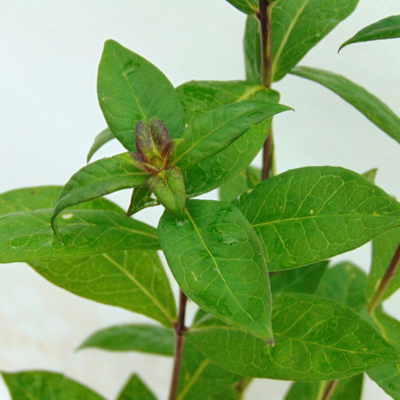 Hohe Flammenblume Eva Cullum - Phlox paniculata (Foliage)