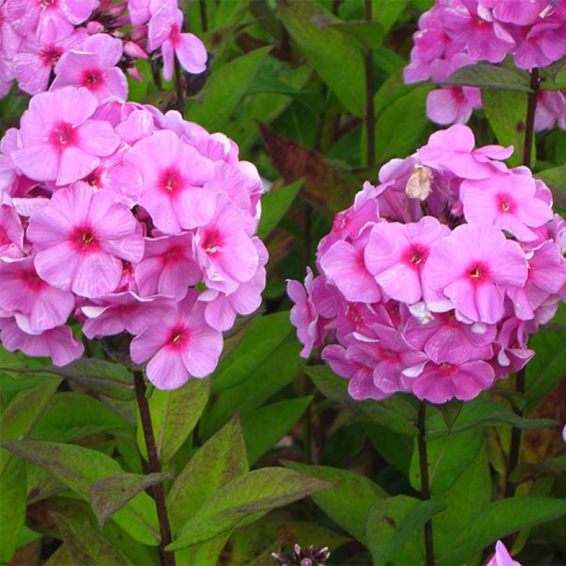 Hohe Flammenblume Eva Cullum - Phlox paniculata (Flowering)