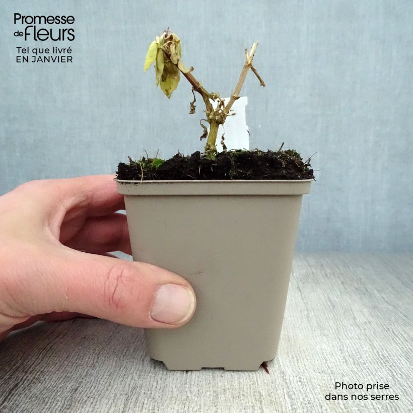 Exemplar von Hohe Flammenblume Eva Cullum - Phlox paniculata Kleine Töpfe von 8/9 cm wie im Winter geliefert