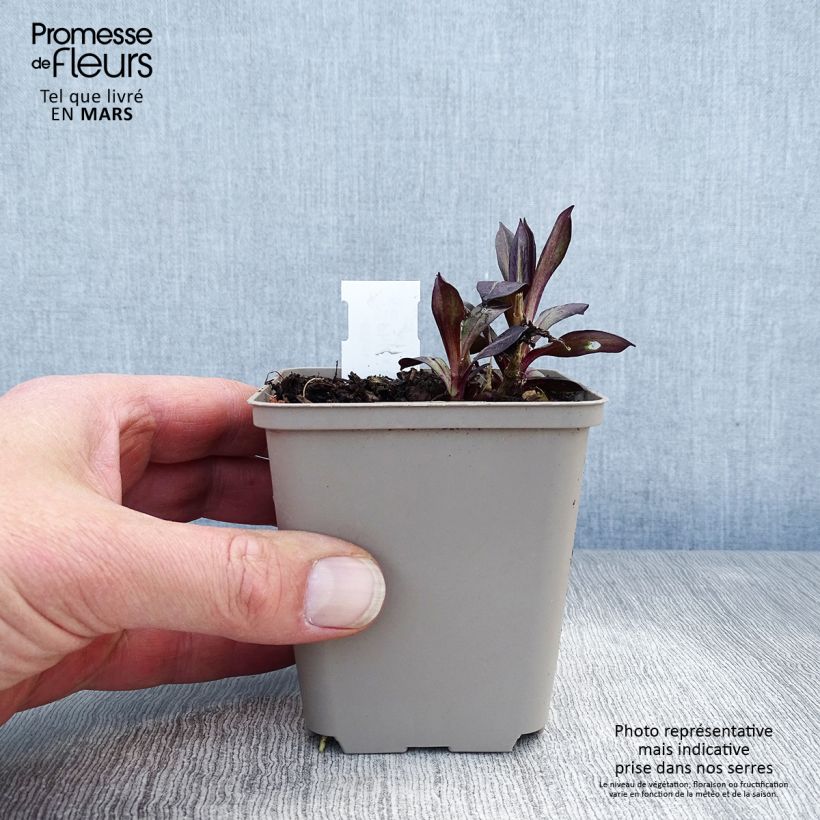 Exemplar von Hohe Flammenblume Eva Cullum - Phlox paniculata Kleine Töpfe von 8/9 cm wie im Frühjahr geliefert