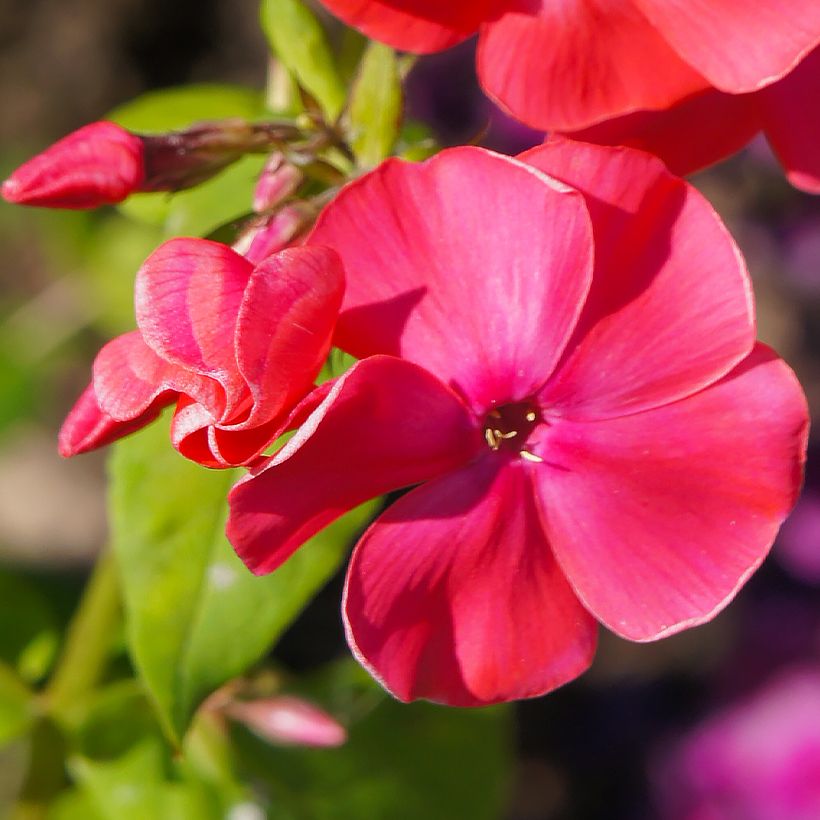 Hohe Flammenblume Famous Cerise - Phlox paniculata (Flowering)