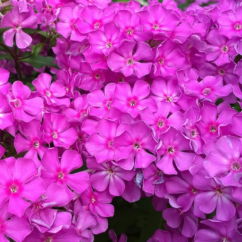 Hohe Flammenblume Famous Purple - Phlox paniculata (Flowering)