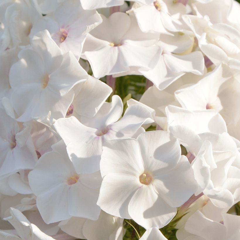 Hohe Flammenblume Famous White - Phlox paniculata (Flowering)