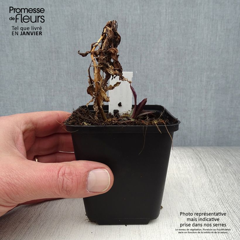 Example of Hohe Flammenblume Flame Marine - Phlox paniculata Kleine Töpfe von 8/9 cm as you get in hiver