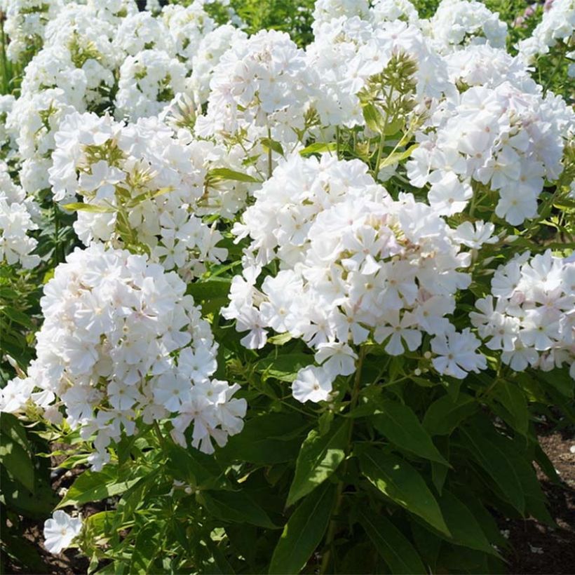 Hohe Flammenblume Flame White Imp. - Phlox paniculata (Plant habit)
