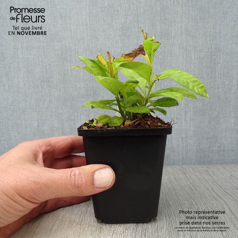 Example of Hohe Flammenblume Fujiyama - Phlox paniculata Kleine Töpfe von 8/9 cm as you get in automne
