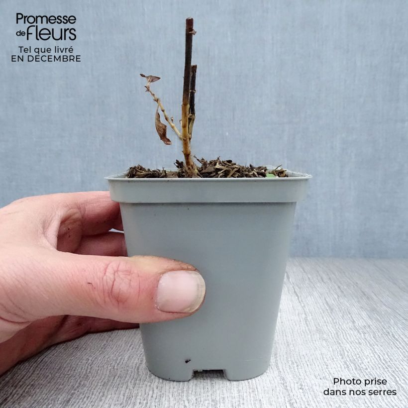 Exemplar von Hohe Flammenblume Fujiyama - Phlox paniculata Kleine Töpfe von 8/9 cm wie im Winter geliefert