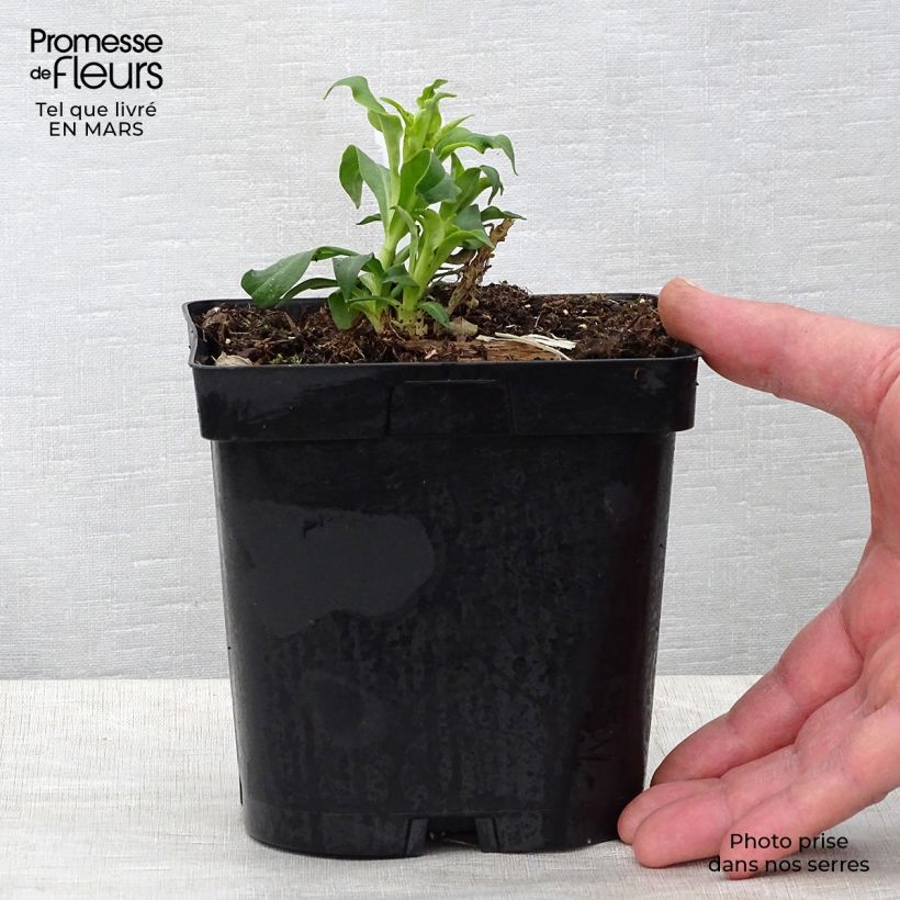 Exemplar von Hohe Flammenblume Fujiyama - Phlox paniculata Topf mit 2L/3L wie im Frühjahr geliefert