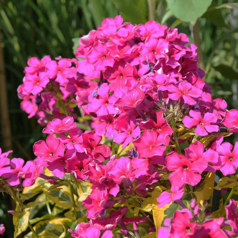 Hohe Flammenblume Goldmine - Phlox paniculata (Flowering)