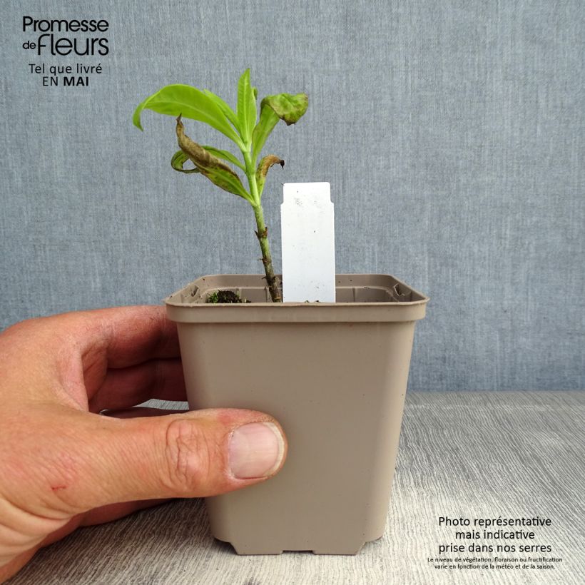 Exemplar von Hohe Flammenblume Goldmine - Phlox paniculata Kleine Töpfe von 8/9 cm wie im Frühjahr geliefert