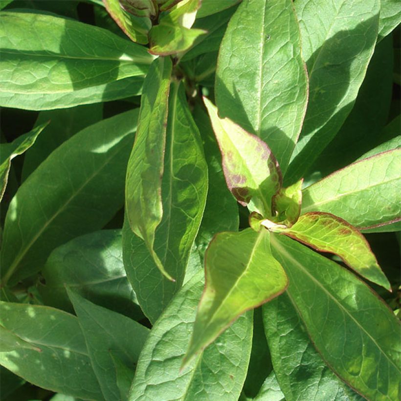 Hohe Flammenblume Graf Zeppelin - Phlox paniculata (Foliage)