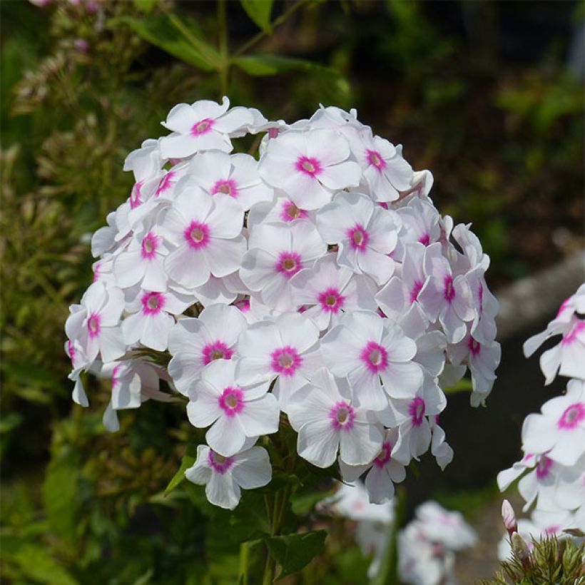 Hohe Flammenblume Graf Zeppelin - Phlox paniculata (Flowering)
