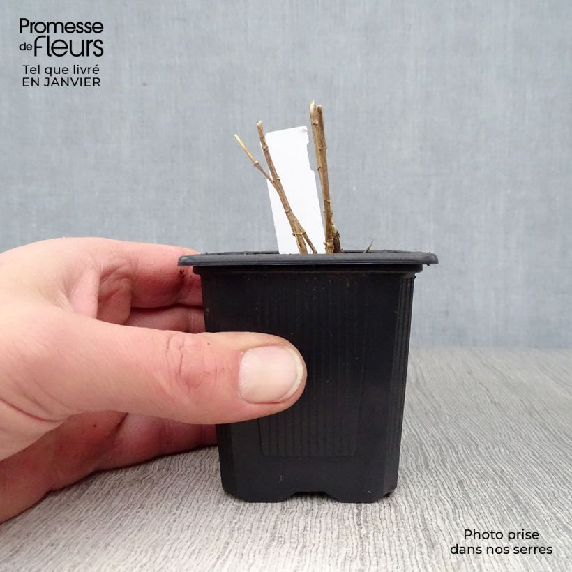 Exemplar von Hohe Flammenblume Graf Zeppelin - Phlox paniculata Kleine Töpfe von 8/9 cm wie im Winter geliefert