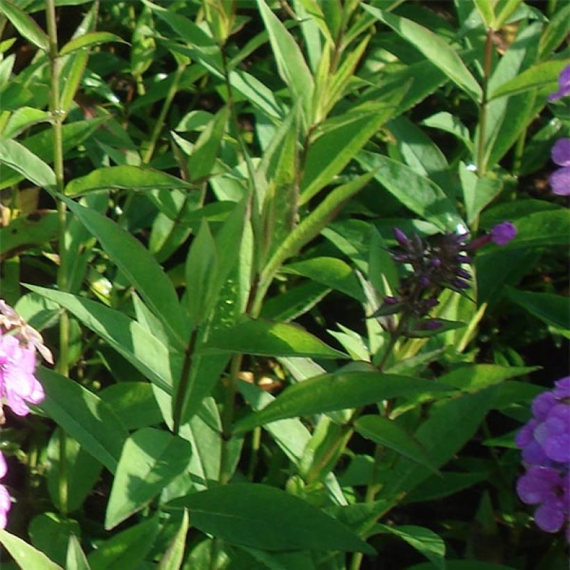 Hohe Flammenblume Hesperis - Phlox paniculata (Foliage)