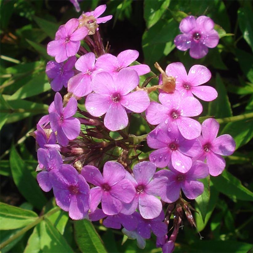 Hohe Flammenblume Hesperis - Phlox paniculata (Flowering)