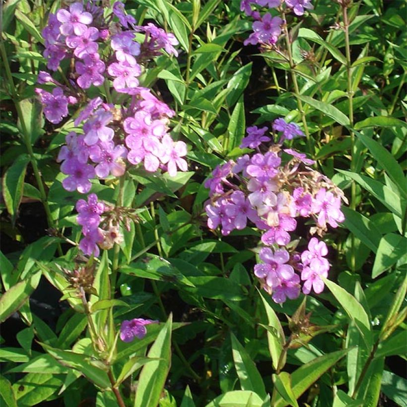 Hohe Flammenblume Hesperis - Phlox paniculata (Plant habit)