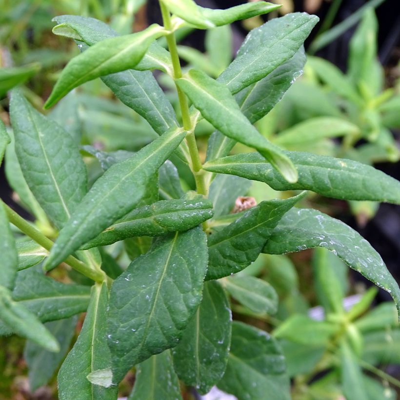 Hohe Flammenblume Jade - Phlox paniculata (Foliage)