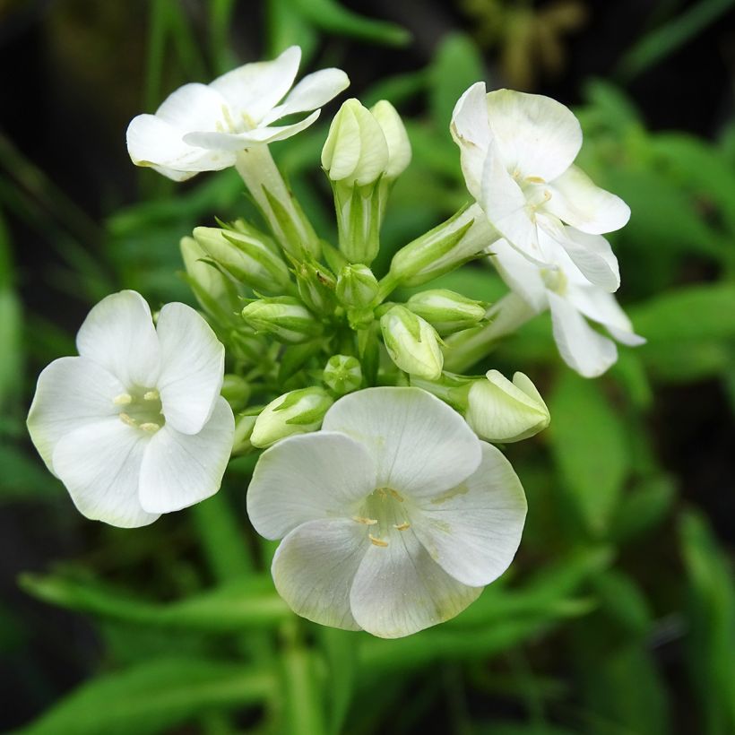 Hohe Flammenblume Jade - Phlox paniculata (Flowering)