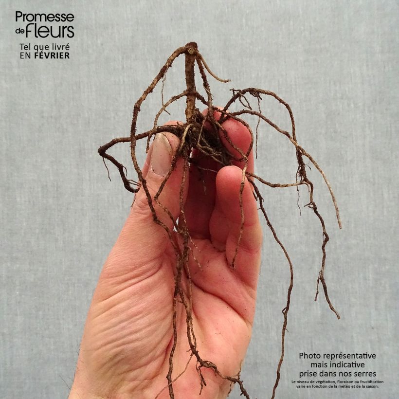 Example of Hohe Flammenblume Jade - Phlox paniculata Wurzelnackt as you get in hiver