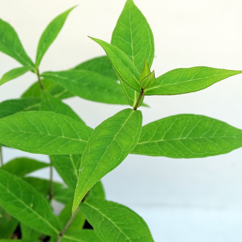 Hohe Flammenblume Jeana - Phlox paniculata (Foliage)