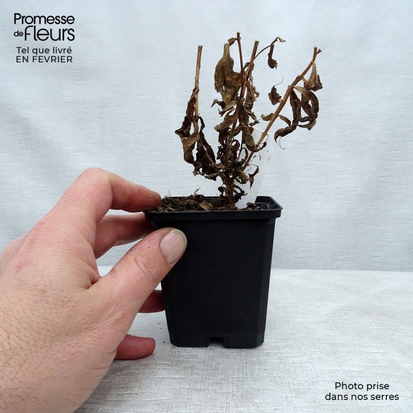 Exemplar von Hohe Flammenblume Jeana - Phlox paniculata Kleine Töpfe von 8/9 cm wie im Winter geliefert