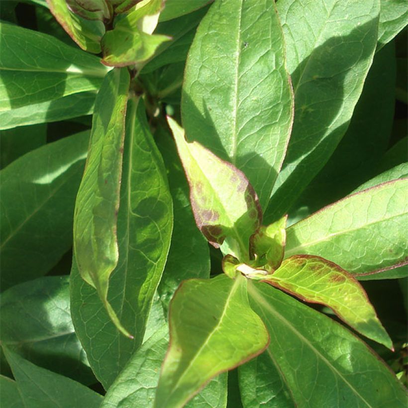 Hohe Flammenblume Laura - Phlox paniculata (Foliage)