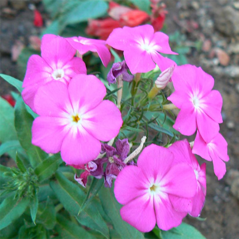 Hohe Flammenblume Laura - Phlox paniculata (Flowering)