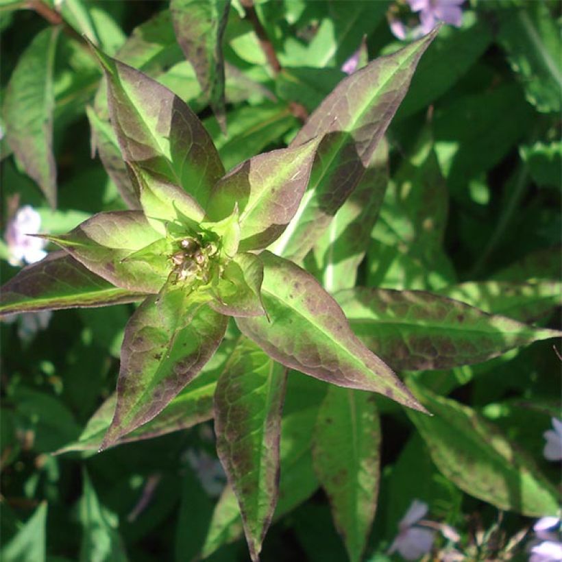 Hohe Flammenblume Lichtspel - Phlox paniculata (Foliage)
