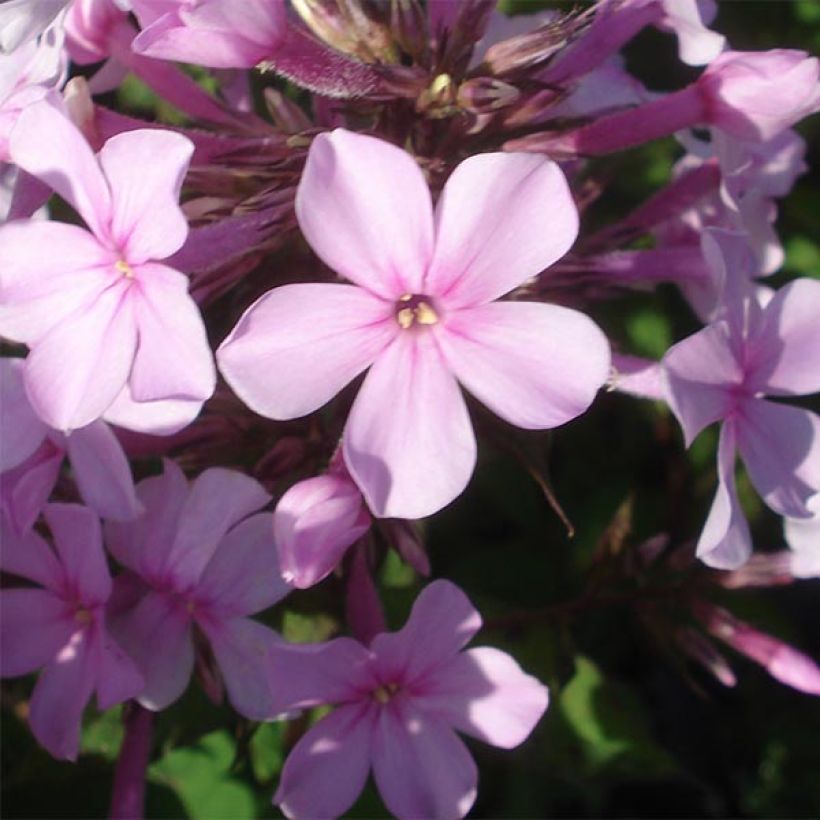 Hohe Flammenblume Lichtspel - Phlox paniculata (Flowering)