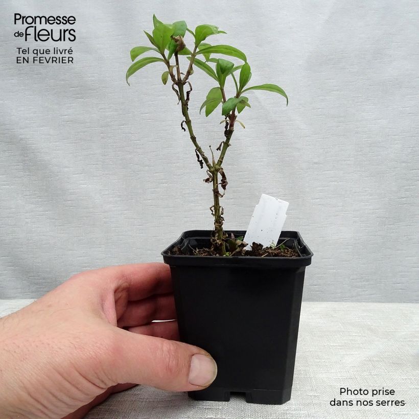 Example of Hohe Flammenblume Lichtspel - Phlox paniculata Kleine Töpfe von 8/9 cm as you get in hiver