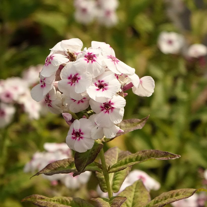 Hohe Flammenblume Mike's Favourite - Phlox paniculata (Flowering)