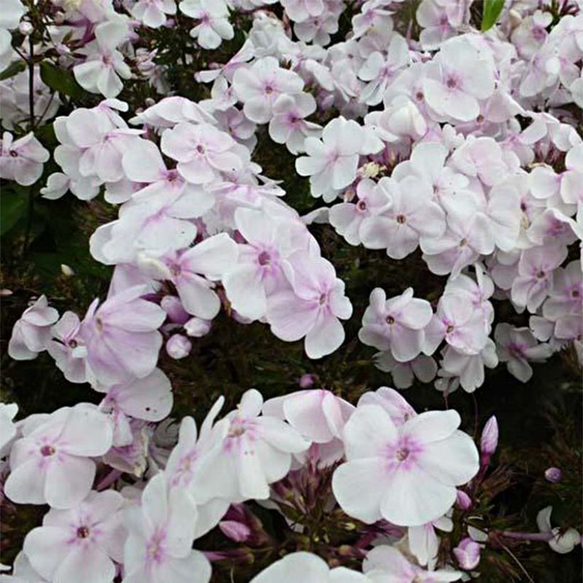 Hohe Flammenblume Monica Lynden Bell - Phlox paniculata (Flowering)