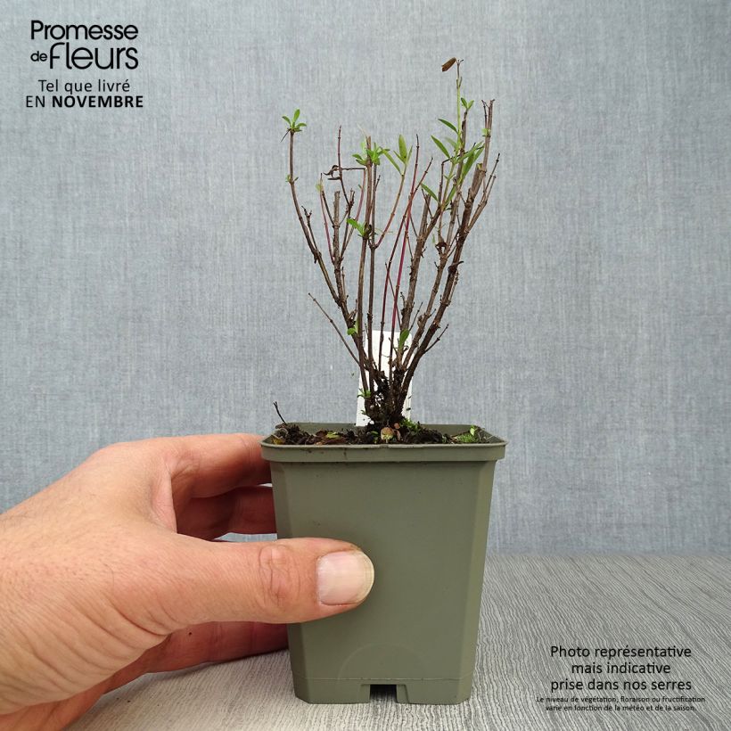 Example of Hohe Flammenblume Monica Lynden Bell - Phlox paniculata Kleine Töpfe von 8/9 cm as you get in automne