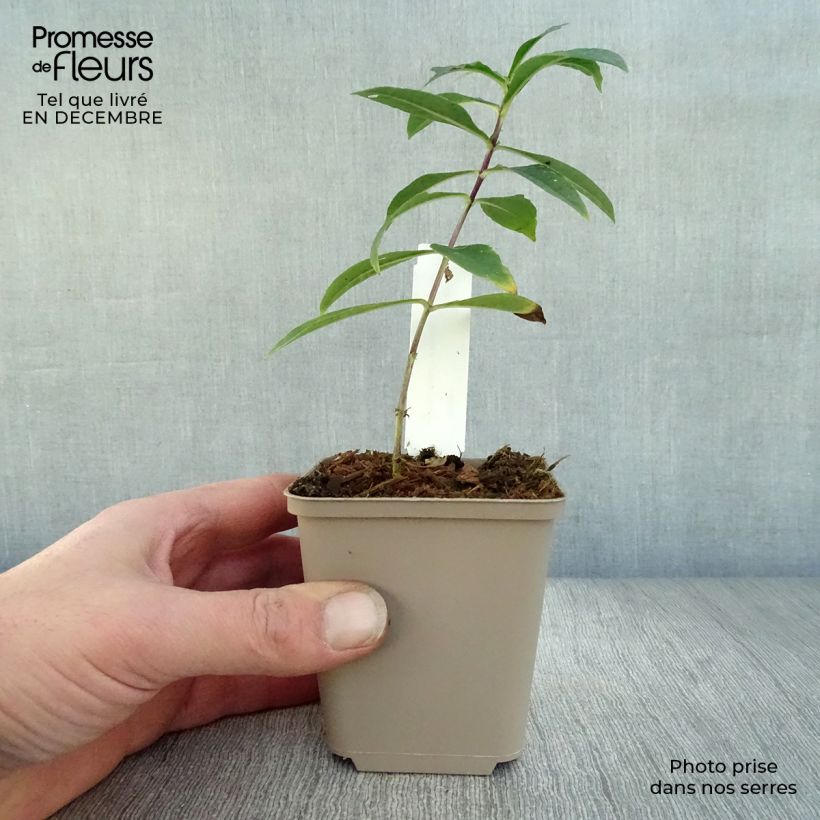 Exemplar von Hohe Flammenblume Monica Lynden Bell - Phlox paniculata Kleine Töpfe von 8/9 cm wie im Winter geliefert