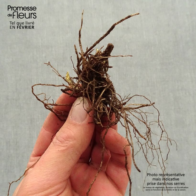 Example of Hohe Flammenblume Mystic Green - Phlox paniculata Wurzelnackt as you get in hiver