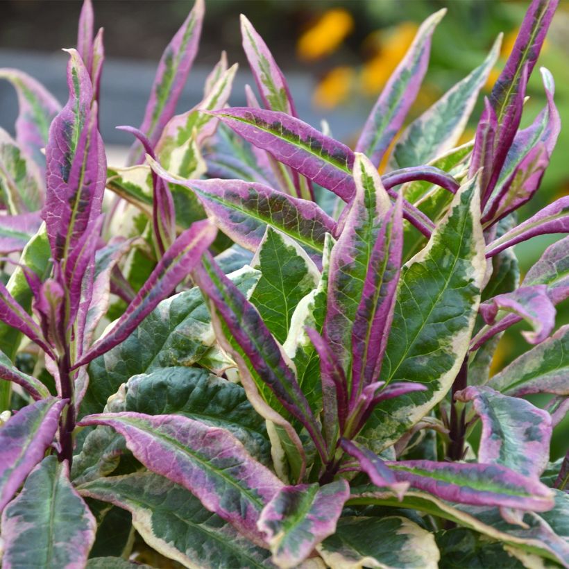 Hohe Flammenblume Olympus - Phlox paniculata (Foliage)