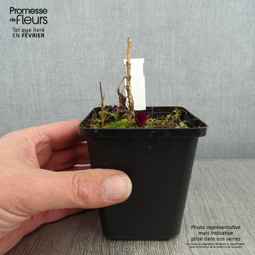 Exemplar von Hohe Flammenblume Olympus - Phlox paniculata Kleine Töpfe von 8/9 cm wie im Winter geliefert