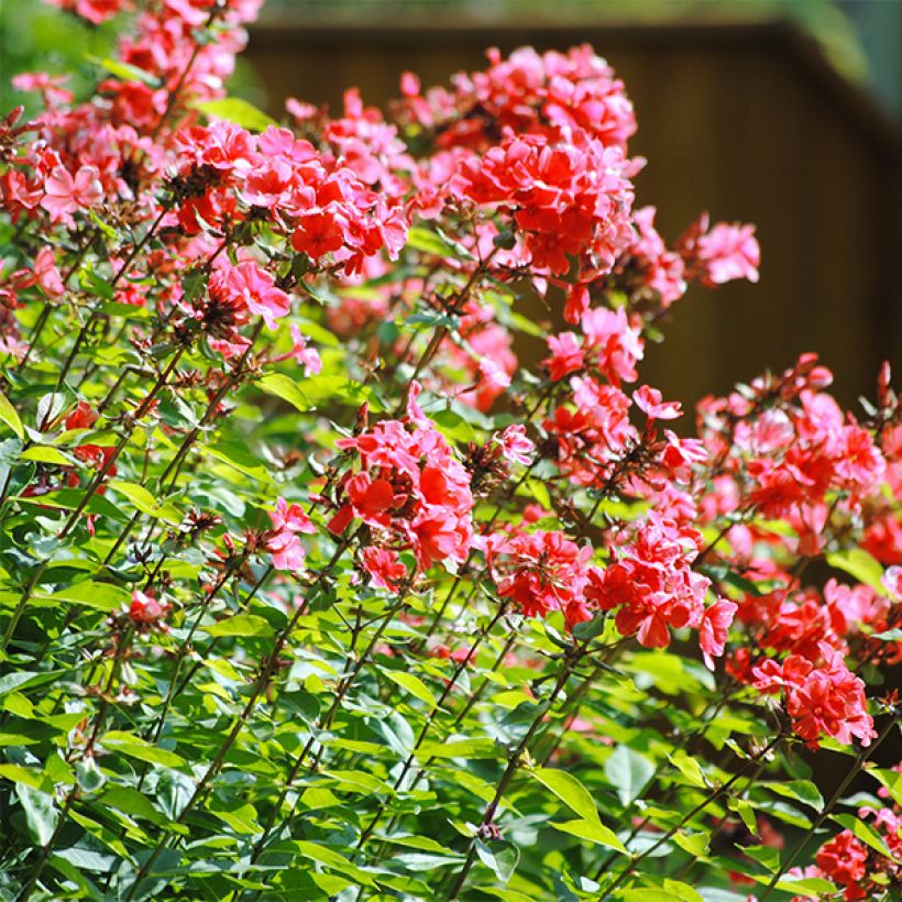 Hohe Flammenblume Orange Perfection - Phlox paniculata (Flowering)