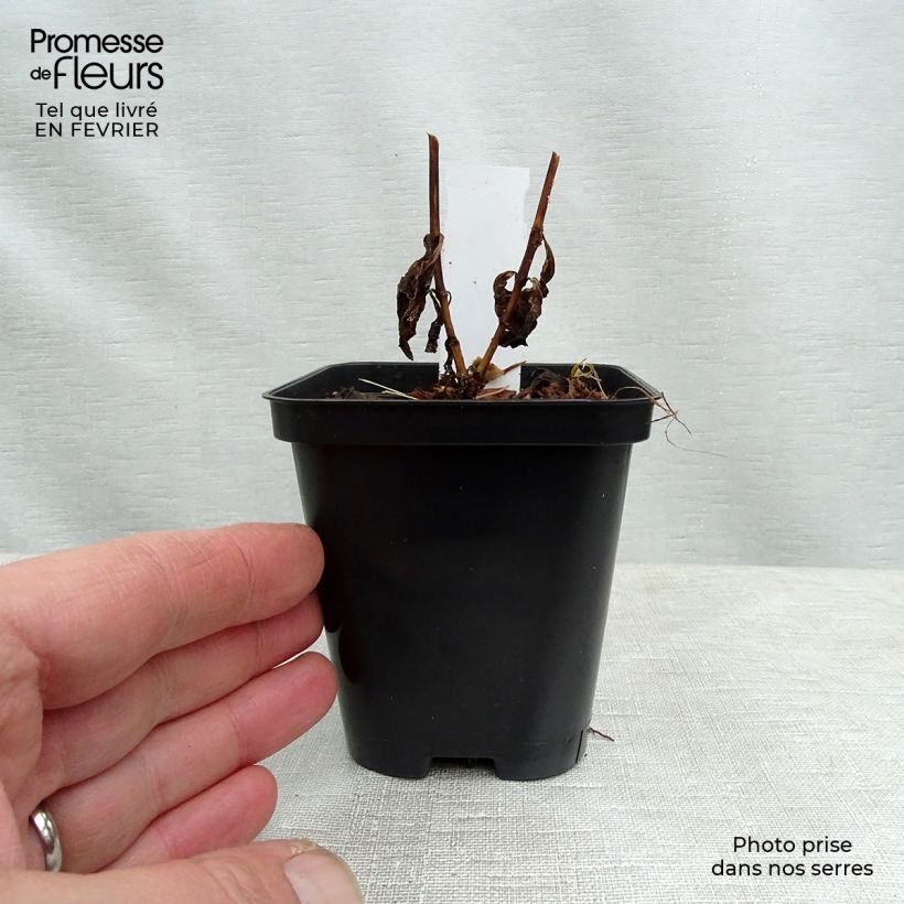 Exemplar von Hohe Flammenblume Orange Perfection - Phlox paniculata Kleine Töpfe von 7/8 cm wie im Winter geliefert