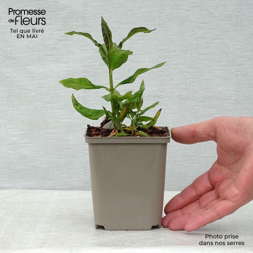 Exemplar von Hohe Flammenblume Orange Perfection - Phlox paniculata Kleine Töpfe von 7/8 cm wie im Frühjahr geliefert