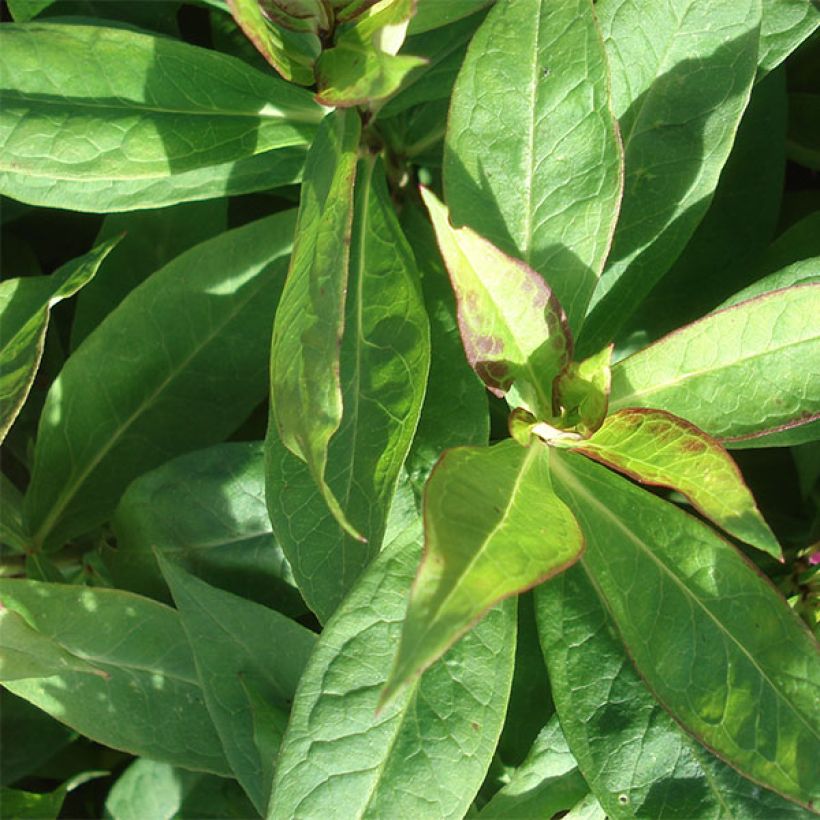 Hohe Flammenblume Peppermint Twist - Phlox paniculata (Foliage)