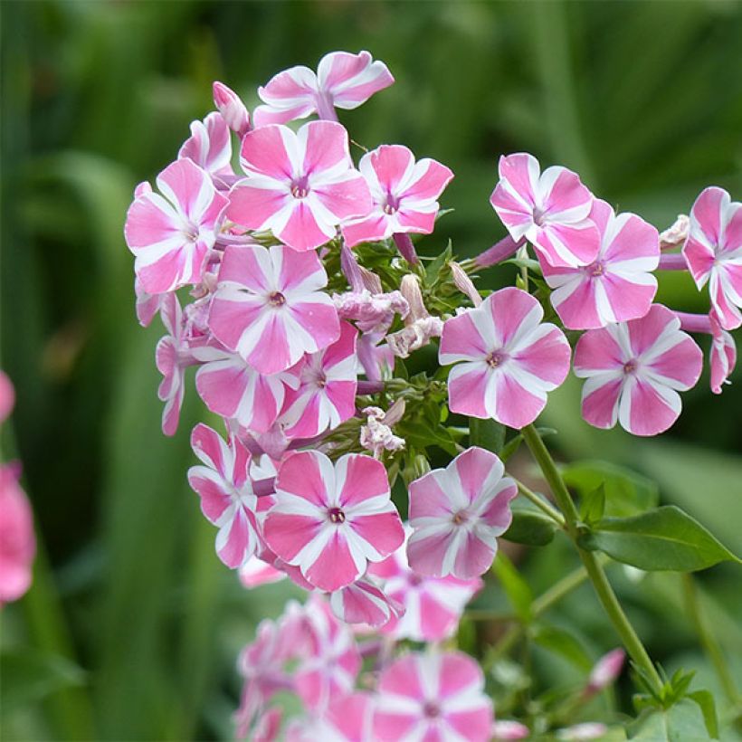 Hohe Flammenblume Peppermint Twist - Phlox paniculata (Flowering)