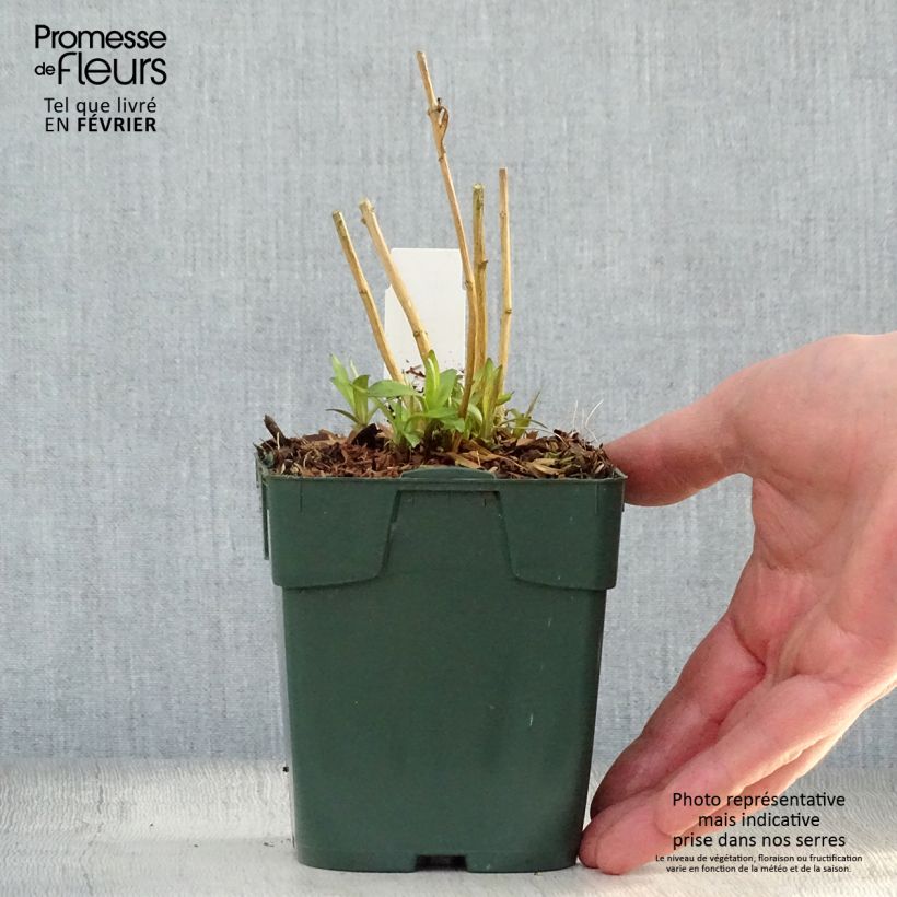 Exemplar von Hohe Flammenblume Peppermint Twist - Phlox paniculata Kleine Töpfe von 8/9 cm wie im Winter geliefert