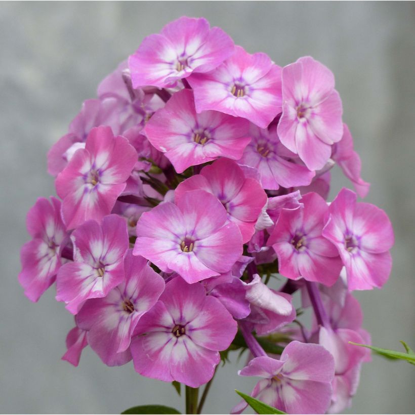 Hohe Flammenblume Pink Eye Flame - Phlox paniculata (Flowering)