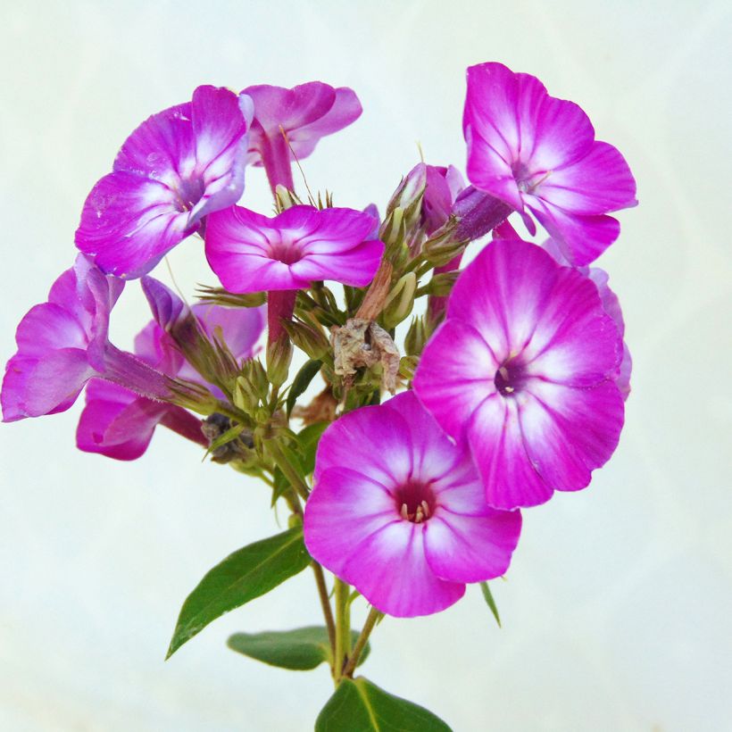Hohe Flammenblume Purple Eye Flame - Phlox paniculata (Flowering)
