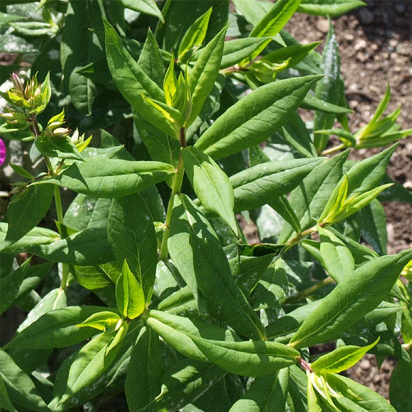 Hohe Flammenblume Purple Flame - Phlox paniculata (Foliage)