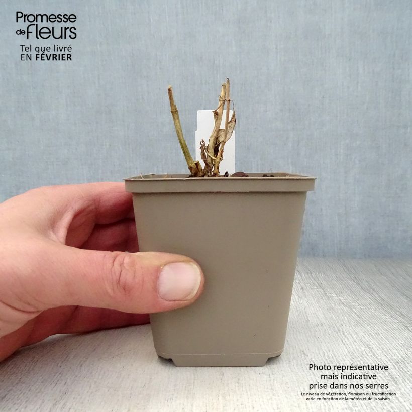 Exemplar von Hohe Flammenblume Purple Flame - Phlox paniculata Kleine Töpfe von 8/9 cm wie im Winter geliefert